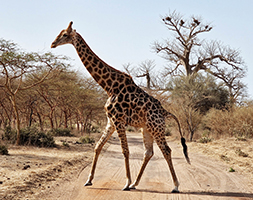 Safari Giraffe