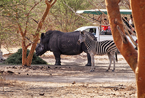 Safari Nashorn