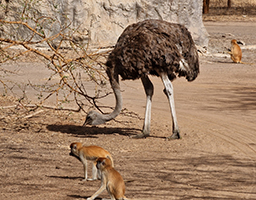 Safari Strauß